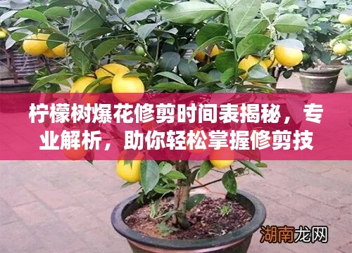 檸檬樹爆花修剪時間表揭秘，專業(yè)解析，助你輕松掌握修剪技巧