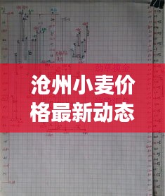 滄州小麥價格最新動態(tài)，市場走勢與影響因素深度解析